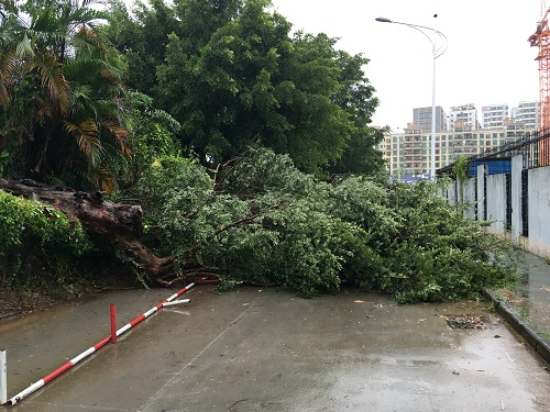 08-05 台风“妮妲”致南方800余间房屋倒塌